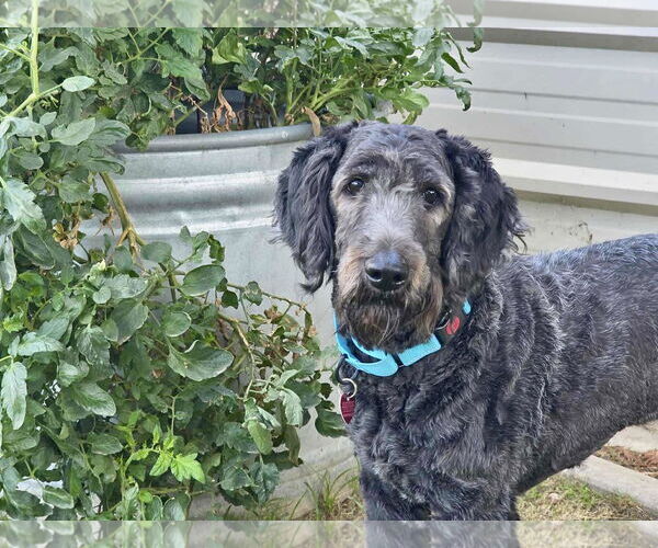 Medium Photo #1 Labrador Retriever-Unknown Mix Puppy For Sale in Clovis, CA, USA