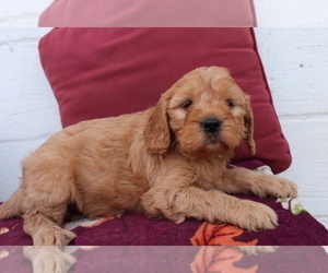Cavalier King Charles Spaniel-Goldendoodle Mix Puppy for sale in SHILOH, OH, USA