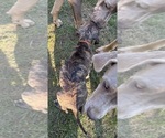 Small #13 Great Dane