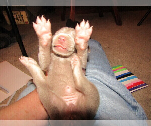 Medium Photo #10 Weimaraner Puppy For Sale in LAS ANIMAS, CO, USA