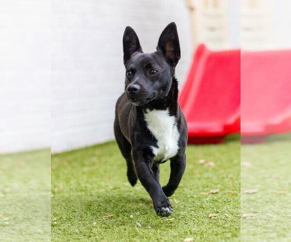 Medium Photo #3 Dachshund-Unknown Mix Puppy For Sale in Canton, CT, USA