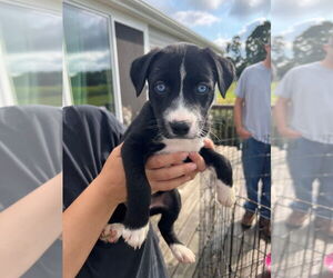 Border Collie-Huskies  Mix Dogs for adoption in Pierceton , IN, USA