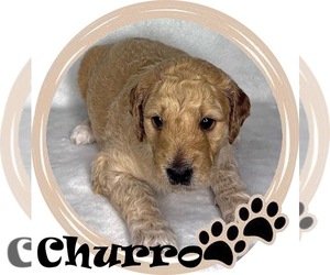 Medium Goldendoodle mix (+ Poodle Standard)