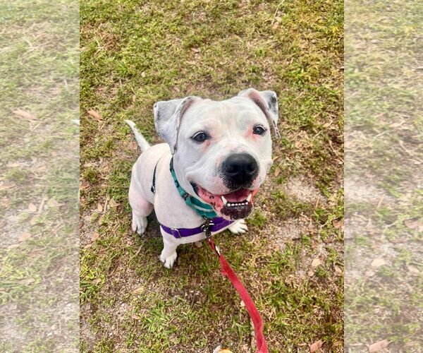 Medium Photo #3 Mutt Puppy For Sale in Pompano Beach , FL, USA