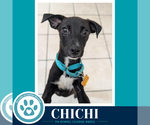 Small #5 Miniature Pinscher