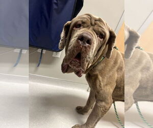 Gracie - Female Neapolitan Mastiff Dog for Adoption - Photo #2