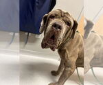 Small #1 Neapolitan Mastiff
