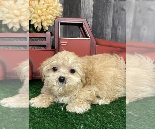 Medium Photo #1 Zuchon Puppy For Sale in CANOGA, NY, USA