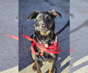 Labrador Retriever-Unknown Mix Dogs for adoption in Wakefield, RI, USA