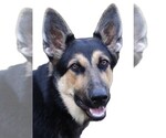 Small Photo #1 German Shepherd Dog Puppy For Sale in WARRENTON, NC, USA