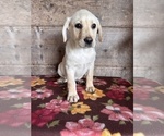 Small #5 Labrador Retriever
