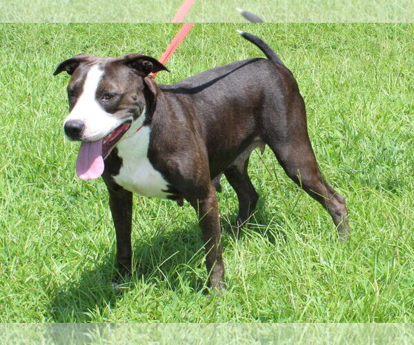 Medium Photo #2 Mutt Puppy For Sale in Prattville, AL, USA