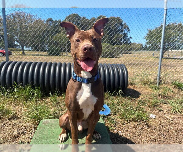 Medium Photo #2 Mutt Puppy For Sale in McKinleyville, CA, USA
