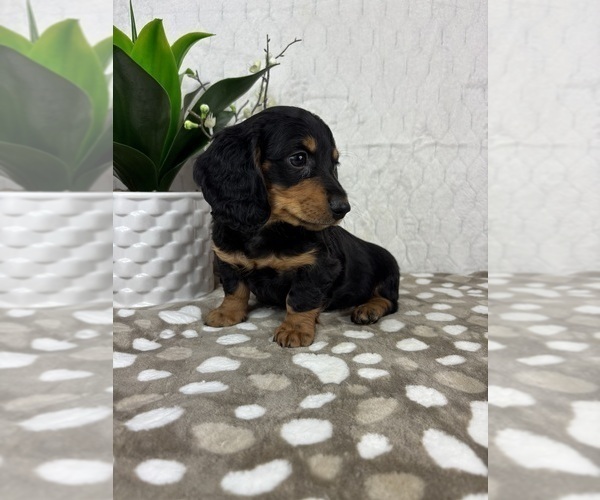 Medium Photo #5 Dachshund Puppy For Sale in INDIANAPOLIS, IN, USA