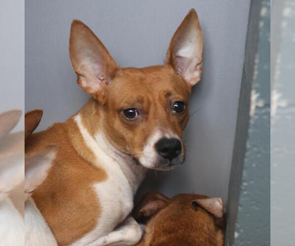 Medium Photo #2 Chihuahua-Unknown Mix Puppy For Sale in San Antonio, TX, USA