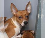 Small #1 Chihuahua Mix