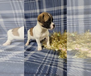 Jug-Rat Terrier Mix Puppy for Sale in OWEN, Wisconsin USA