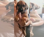 Small Photo #8 Rhodesian Ridgeback Puppy For Sale in OCEANSIDE, CA, USA