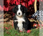 Small Photo #5 Bernedoodle Puppy For Sale in MYERSTOWN, PA, USA