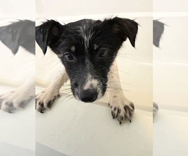 Medium Photo #4 Scottish Collisky Puppy For Sale in Evansville, IN, USA