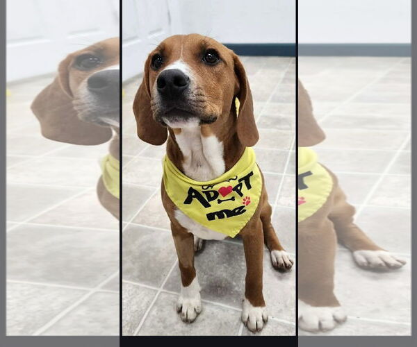 Medium Photo #1 Beagle-Unknown Mix Puppy For Sale in Minneapolis, MN, USA
