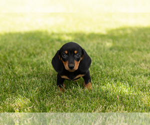 Dachshund Puppy for sale in MILFORD, IN, USA