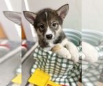 Small #11 Pomsky-Shiba Inu Mix