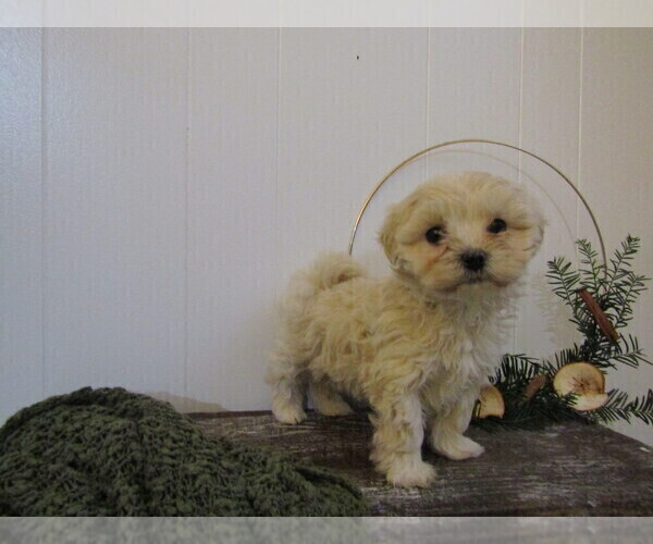 Medium Photo #28 Maltipoo (Miniature) Puppy For Sale in SUGARCREEK, OH, USA