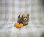 Small #1 Morkie
