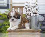 Puppy Rocky Shih Tzu