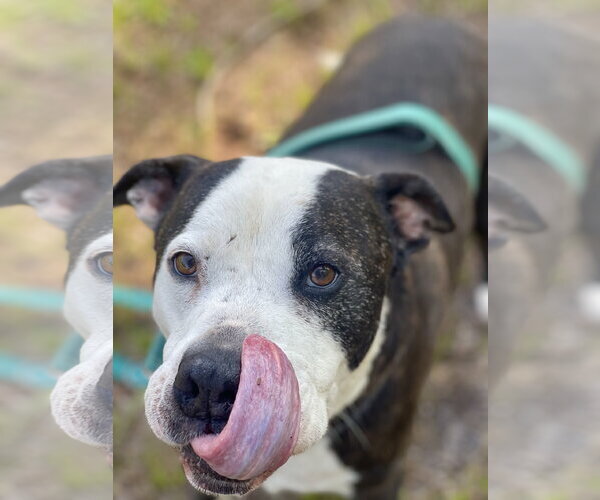 Medium Photo #16 Mutt Puppy For Sale in Mount Laurel, NJ, USA