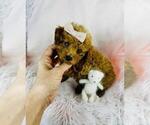 Small Photo #13 Poodle (Toy) Puppy For Sale in DEAL, NJ, USA