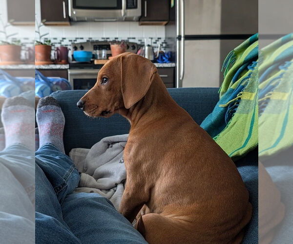 Medium Photo #2 Cheagle Puppy For Sale in Raleigh, NC, USA