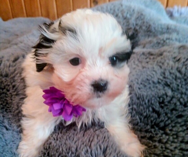 Medium Photo #1 Mal-Shi Puppy For Sale in WOBURN, MA, USA