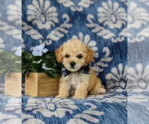 Bichpoo Puppy for sale in LEOLA, PA, USA