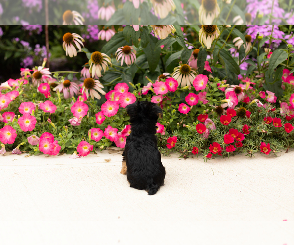 Medium Photo #7 Yorkshire Terrier Puppy For Sale in NAPPANEE, IN, USA