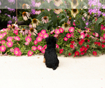 Small #6 Yorkshire Terrier