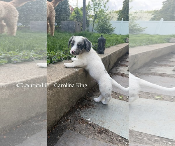 Medium Photo #2 Australian Shepherd-Unknown Mix Puppy For Sale in pomfret, CT, USA