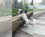 Small #1 Australian Shepherd Mix