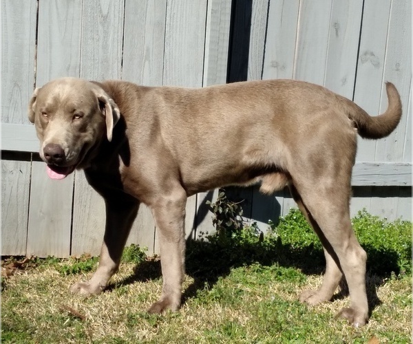 Medium Photo #1 Labrador Retriever Puppy For Sale in WILDWOOD, GA, USA