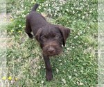 Puppy Yellow Puppy German Wirehaired Pointer
