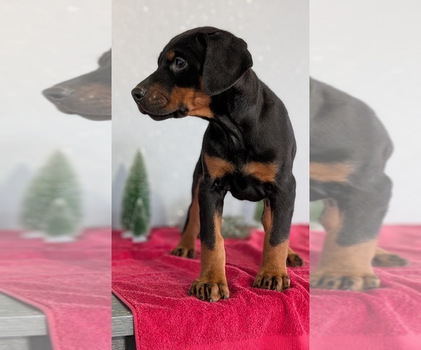 Medium Photo #54 Doberman Pinscher Puppy For Sale in GOSHEN, IN, USA