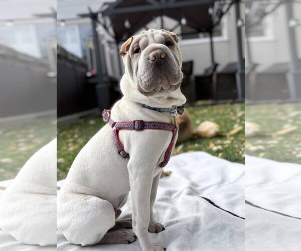 Medium Photo #4 Mutt Puppy For Sale in Prescott, Ontario, Canada