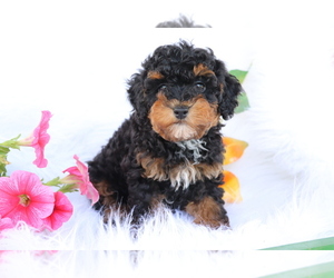 Poodle (Toy)-Yorkshire Terrier Mix Puppy for sale in SHILOH, OH, USA