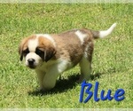 Puppy Puppy Blue Saint Bernard