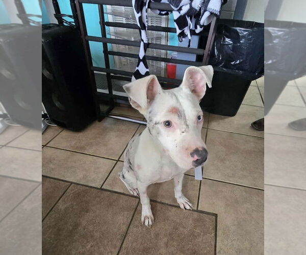 Medium Photo #3 Catahoula Leopard Dog-Unknown Mix Puppy For Sale in Boston, MA, USA