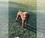Small Photo #1 Goldendoodle Puppy For Sale in LYNCHBURG, OH, USA