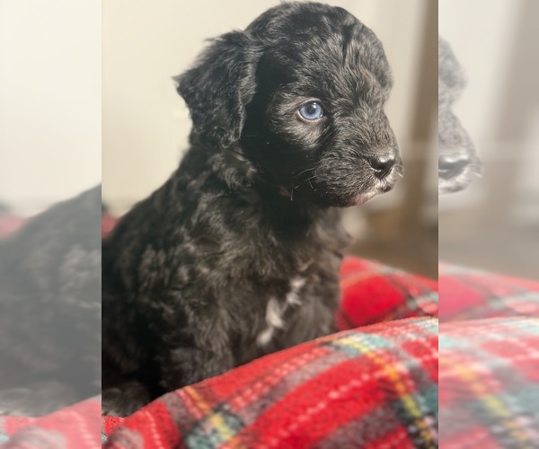 Medium Photo #2 Aussiedoodle Miniature  Puppy For Sale in MENIFEE, CA, USA