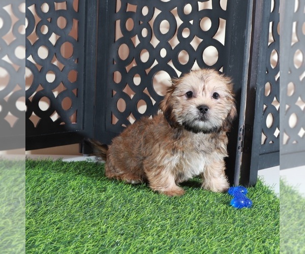 Medium Photo #2 Shorkie Tzu Puppy For Sale in MOUNT VERNON, OH, USA