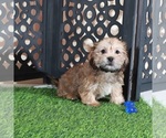 Mickey - Male Shorkie Tzu Puppy for Sale - Photo #2